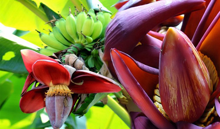 Manfaat dari Jantung Pisang